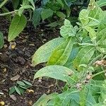 Nicotiana alata Blad