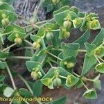 Euphorbia variabilis Other