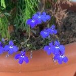 Lobelia erinusFiore