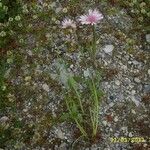 Crepis rubra 花