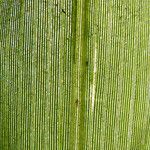 Panicum miliaceum Hoja