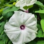 Ipomoea pandurata Λουλούδι