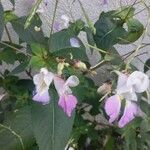 Impatiens balfourii Blomst