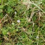 Wahlenbergia hederacea Flor