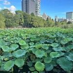 Nelumbo nuciferaLeaf