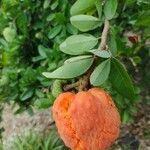 Annona spinescens Fruit