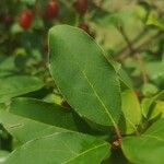 Elaeagnus multiflora Leaf