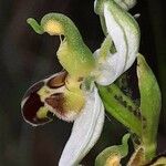 Ophrys apifera Fiore