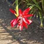 Hesperantha coccinea Flower