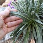 Matthiola incana Leaf