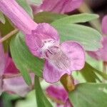 Corydalis solida Flor