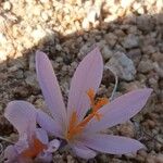 Crocus serotinus 花