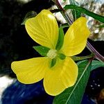 Ludwigia octovalvis 花