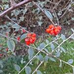 Cotoneaster franchetii Fruit