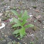 Erechtites hieraciifolius Leaf