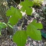 Morus rubra Leaf