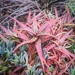 Aloe cameronii Hoja