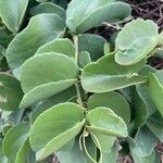 Cissus rotundifolia Blad