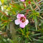 Chamelaucium uncinatum Kvet