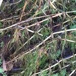 Equisetum telmateia Folha