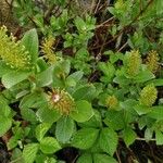 Salix breviserrata Fula