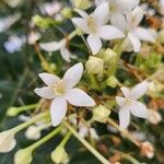 Millingtonia hortensis Flor