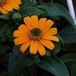 Sanvitalia procumbens Fula