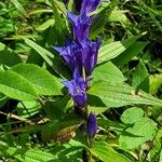 Gentiana asclepiadeaFlower