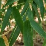 Phyllostachys flexuosa Hoja