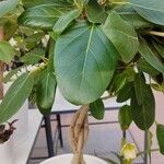 Ficus benghalensis Habitus