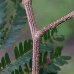 Osodendron altissimum Bark