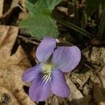 Viola palmata Blüte