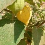 Physalis peruvianaFlor