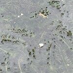 Elodea densa 花