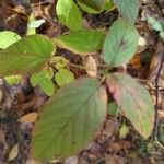 Rubus macrophyllus Blad