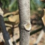 Kalanchoe orgyalis Bark