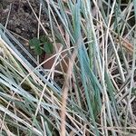 Festuca glauca Folio