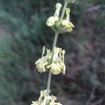 Sideritis incana फूल