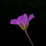 Geranium donianum Flor
