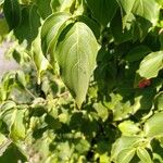 Cornus kousaFolha