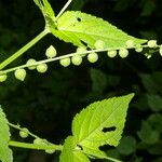 Priva lappulacea 果