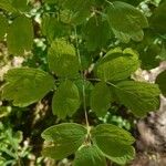 Thalictrum dioicumFolha