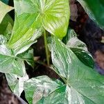 Syngonium podophyllumBlad