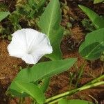 Ipomoea aquatica Flower
