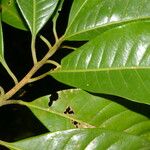 Pouteria reticulata Leaf
