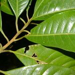 Pouteria reticulata Hoja