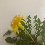 Taraxacum lamprophyllum Flower