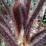 Dicksonia baudouinii Blatt