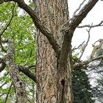 Gymnocladus dioicus Bark