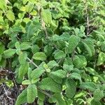 Cistus creticus Leaf